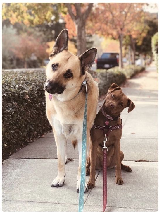 Pic of the Litter: Gracie and Charlotte